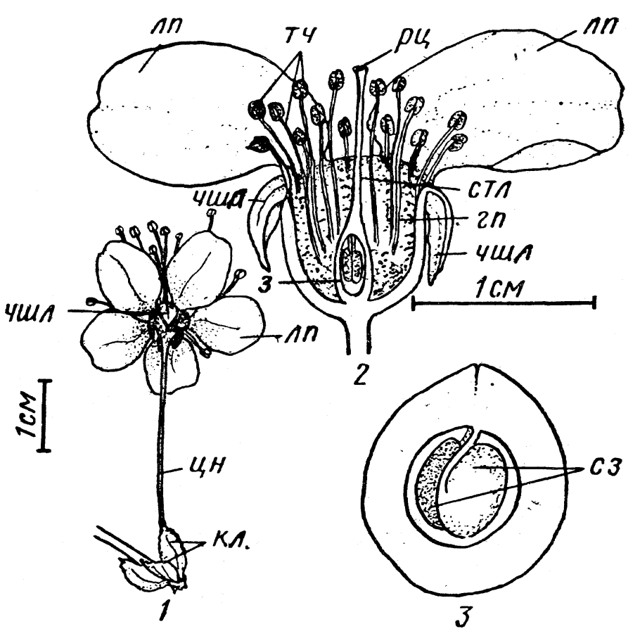 Строение цветка
