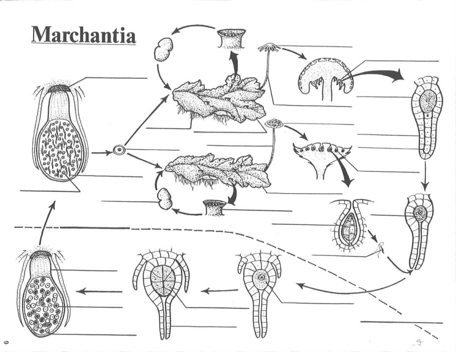 Левкодон беличий leucodon sciuroides