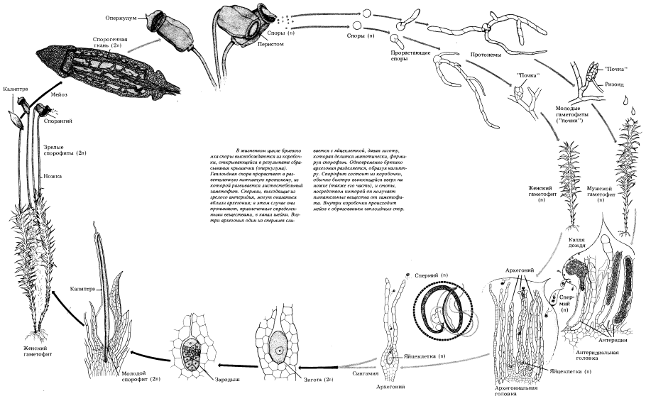 Брелок-пейджер Mongoose LS 9000d