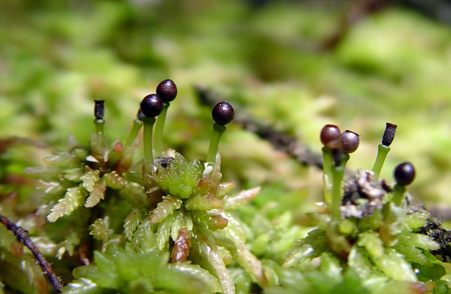 Orthotrichum diaphanum