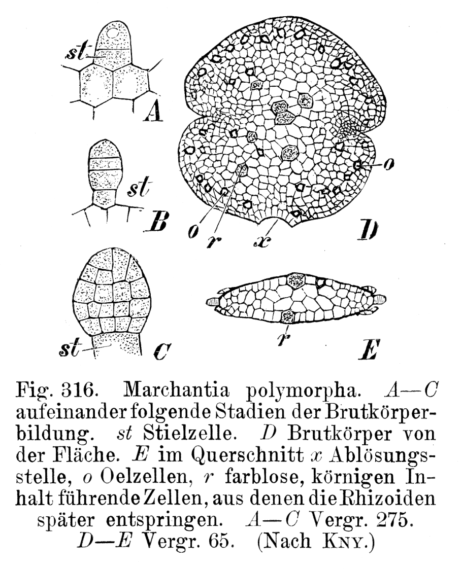 Сфагнум рыжеватый