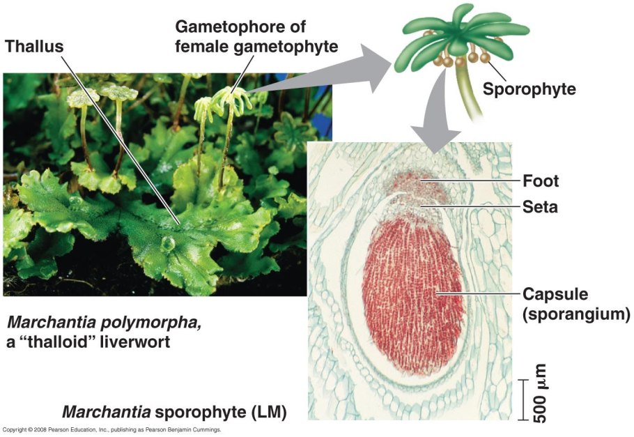 Артродонтный перистом