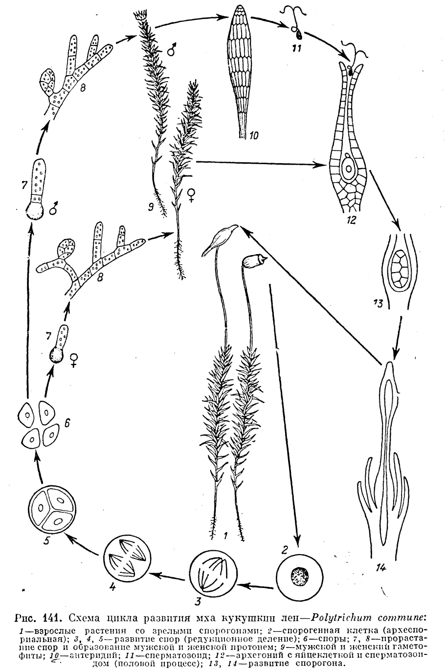 Строение антеридия маршанции