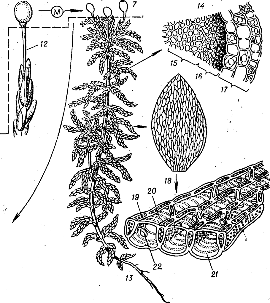 Строение архегония мха