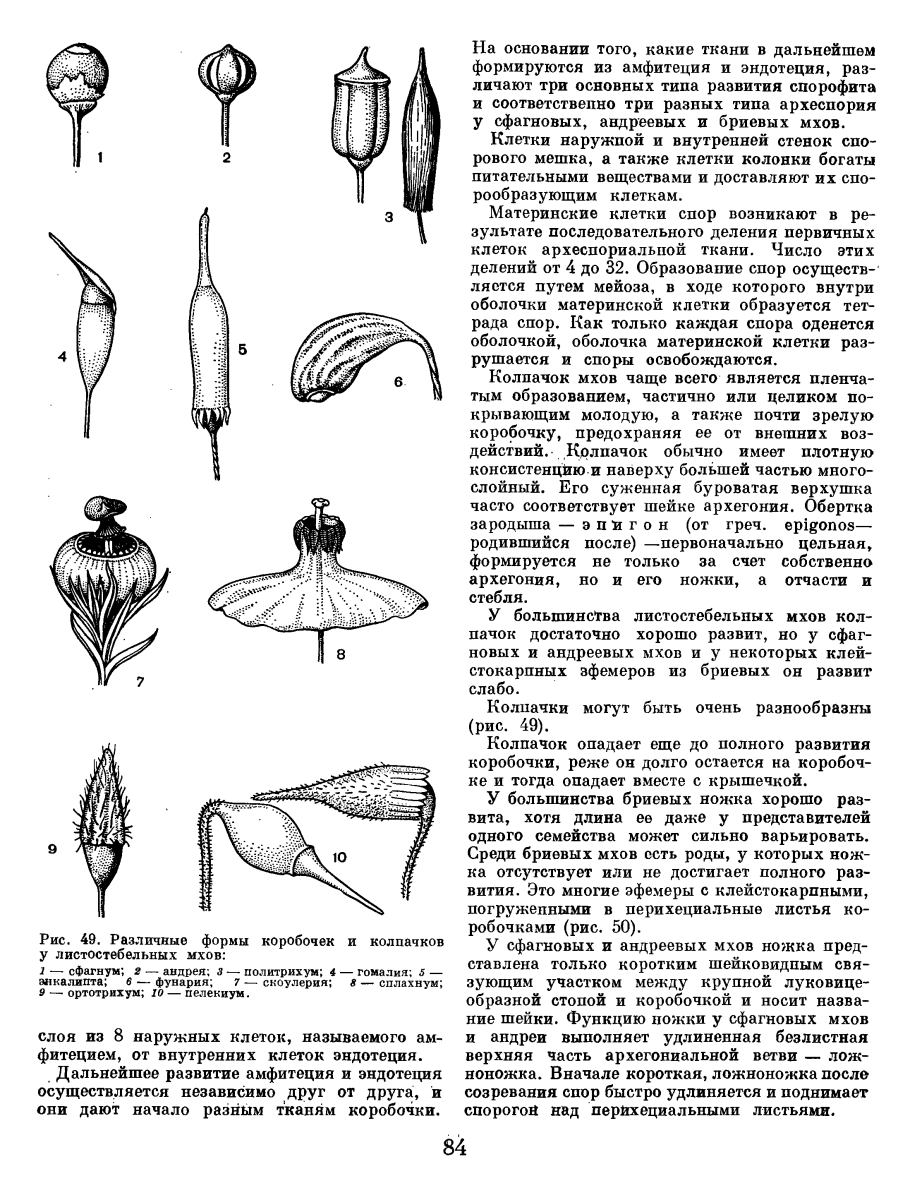 Колпачок у мхов