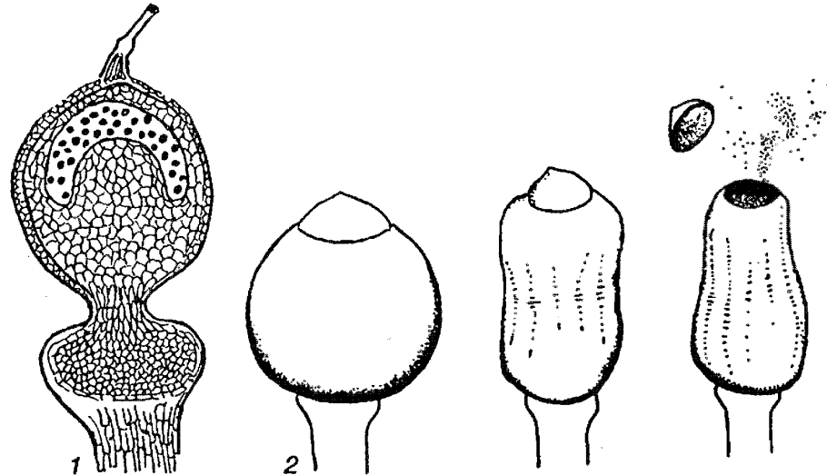 Спорганий Кукушкин лен