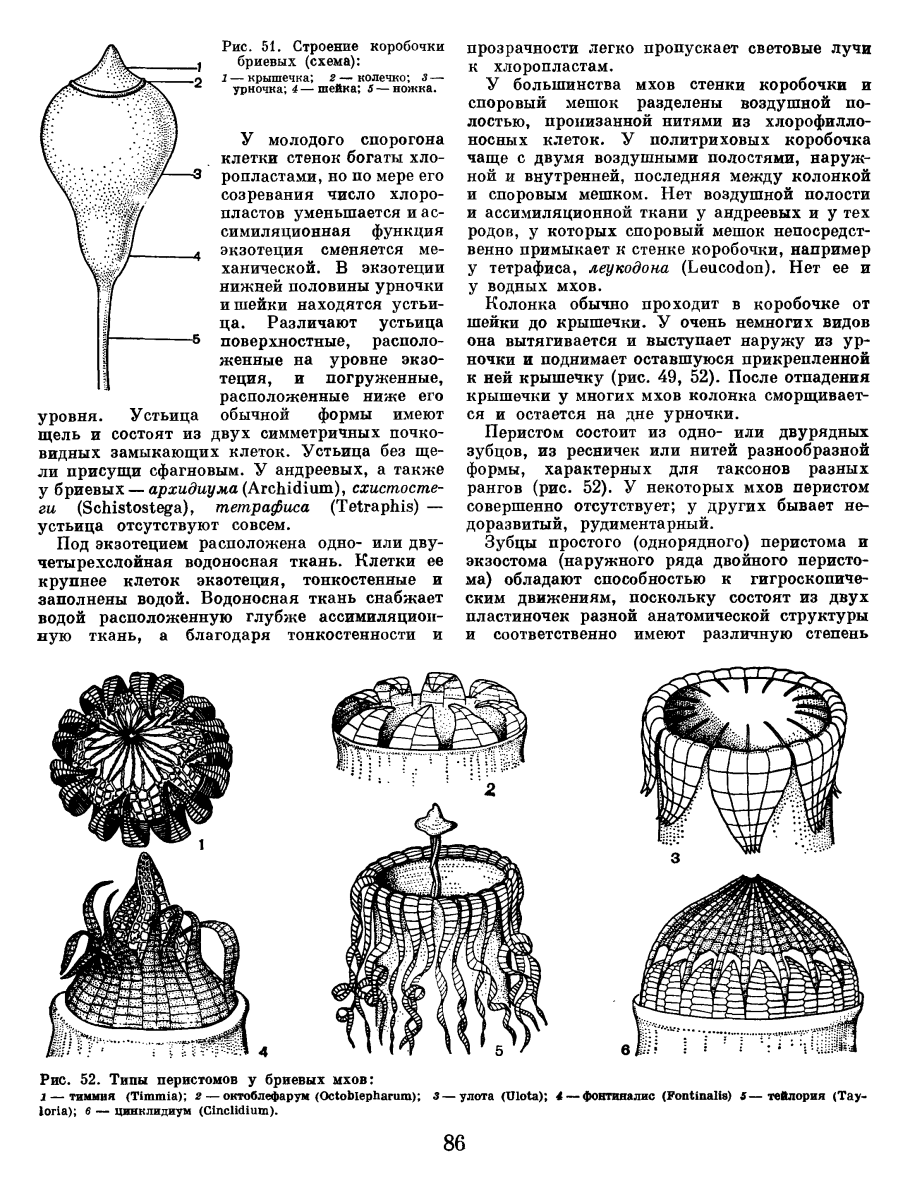 Строение коробочки бриевых