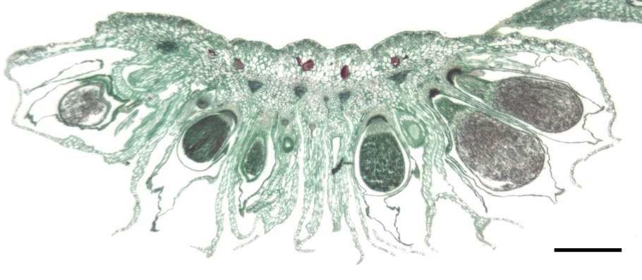 Антеридий маршанции