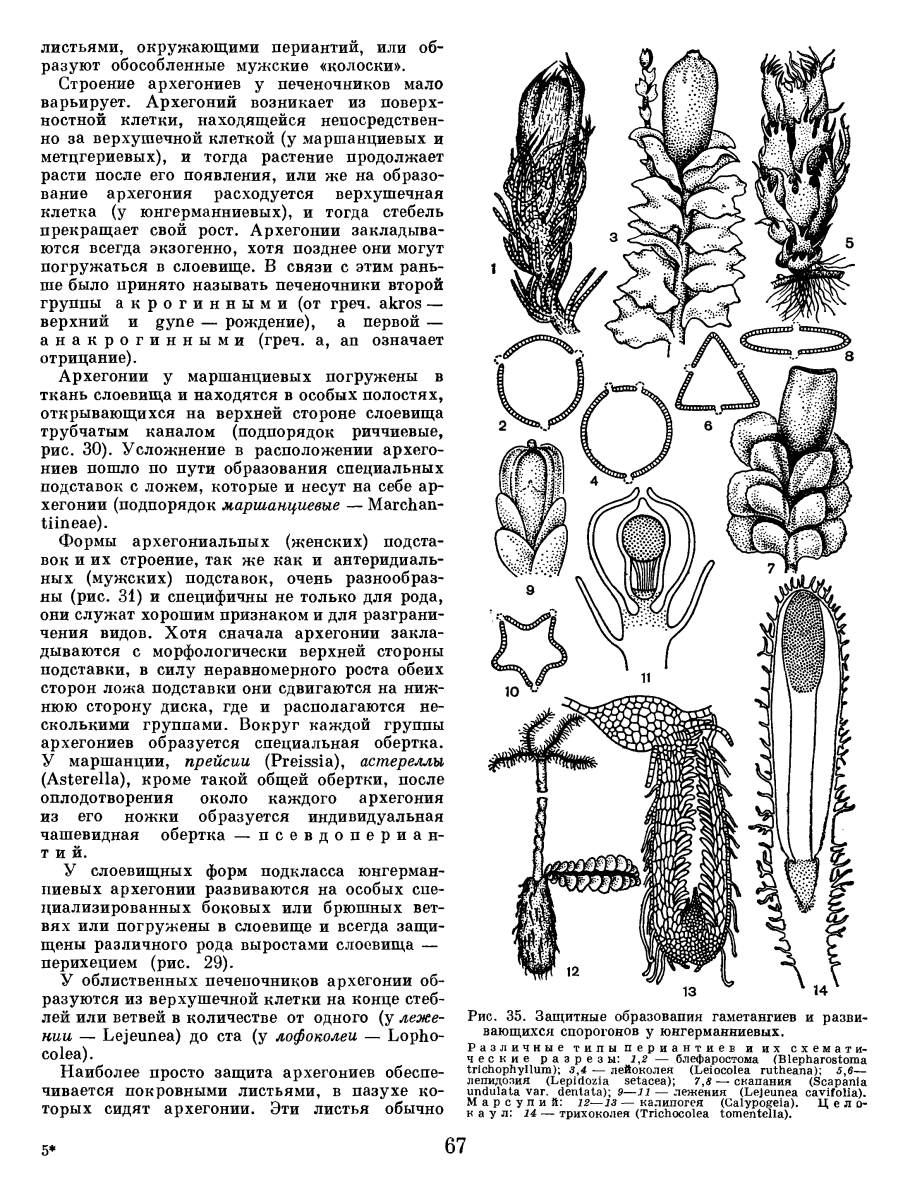 Anthoceros laevis строение
