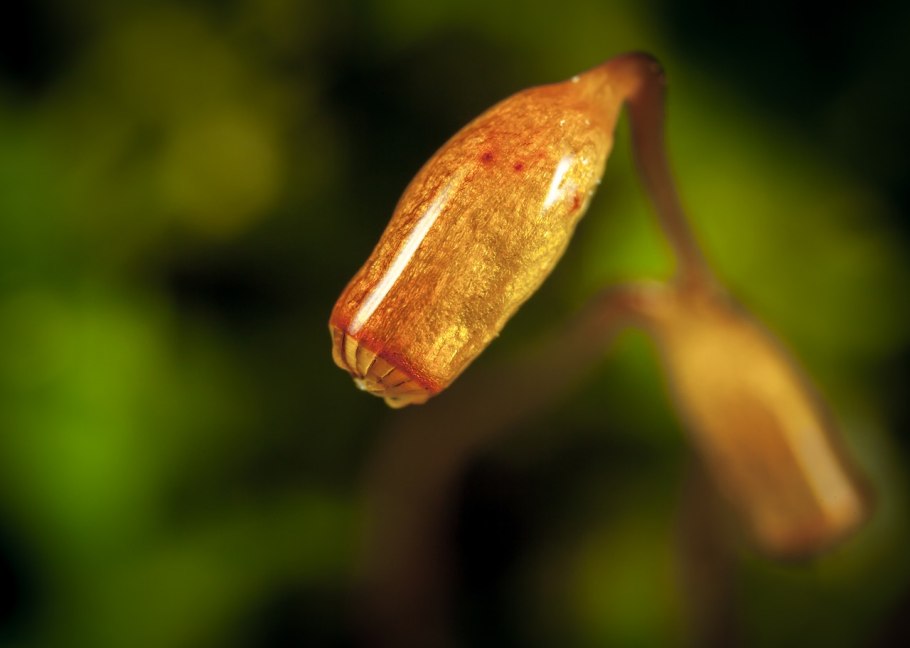 Кукушкин лен коробочка со спорами