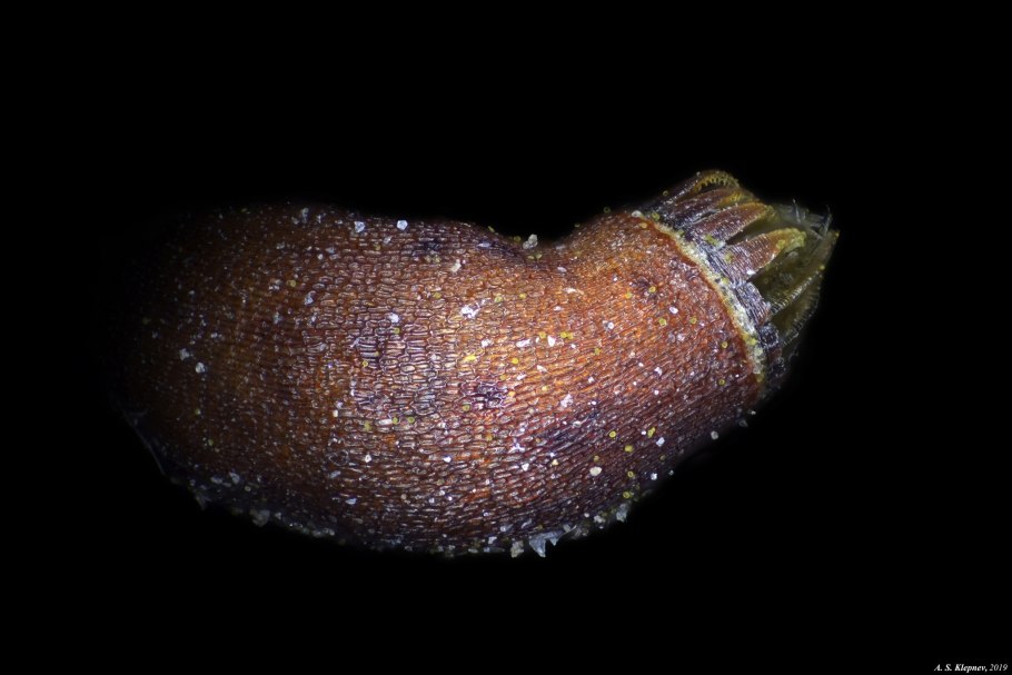 Коробочка у мхов микроскоп