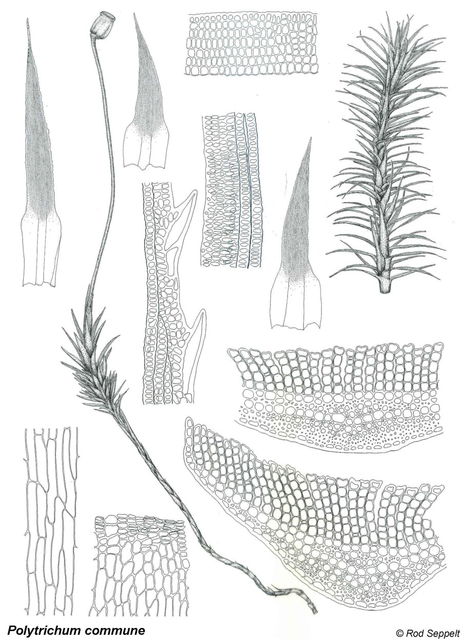 Жизненный цикл мха Кукушкин лен