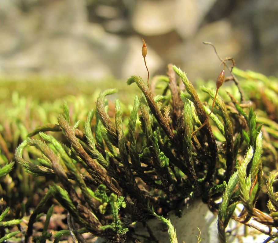 Выводковые корзиночки маршанции