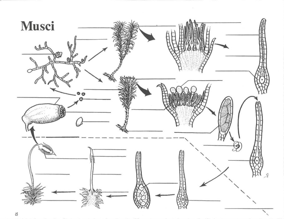 Спорангий мха микрофотография