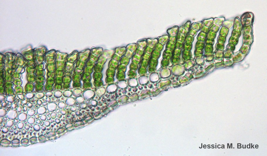 Спорангий у моховидных