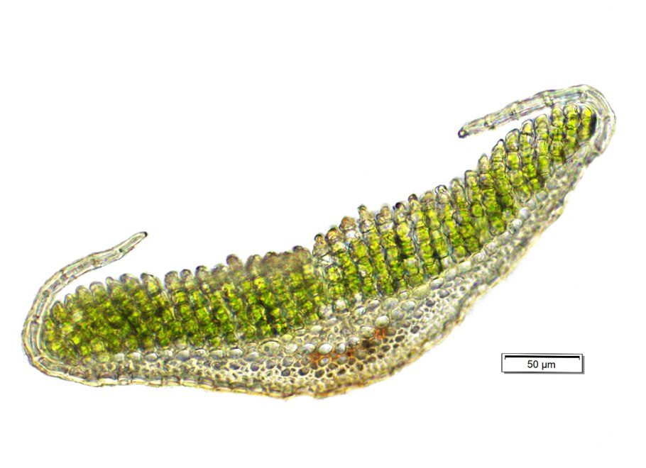 Поперечный срез листа polytrichum juniperinum