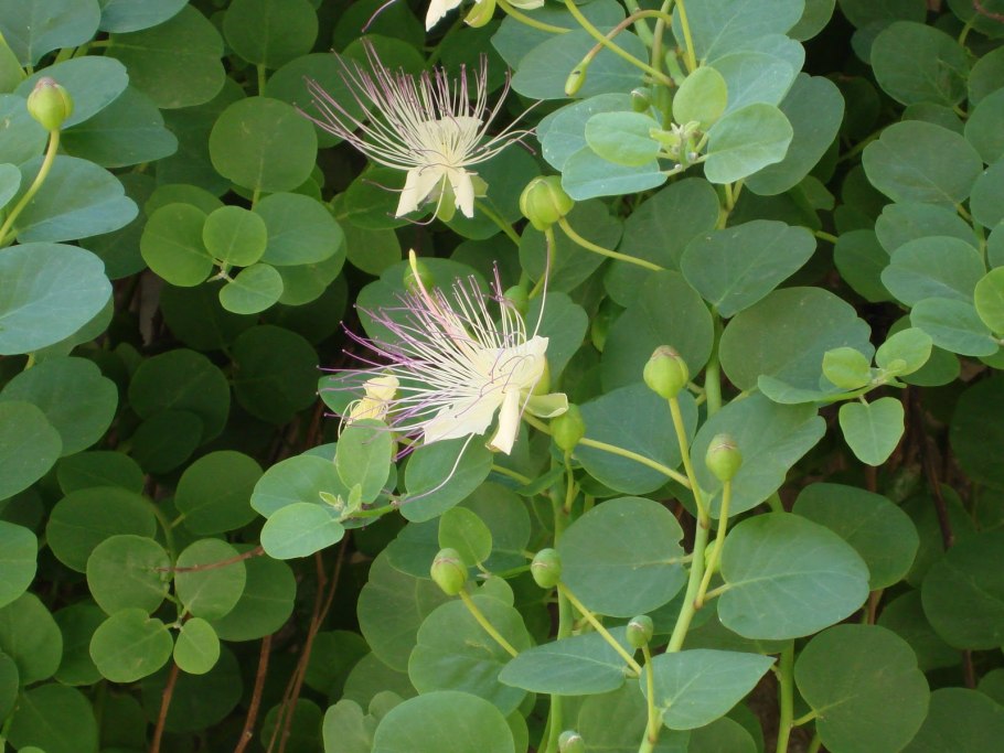 Каперсы колючие