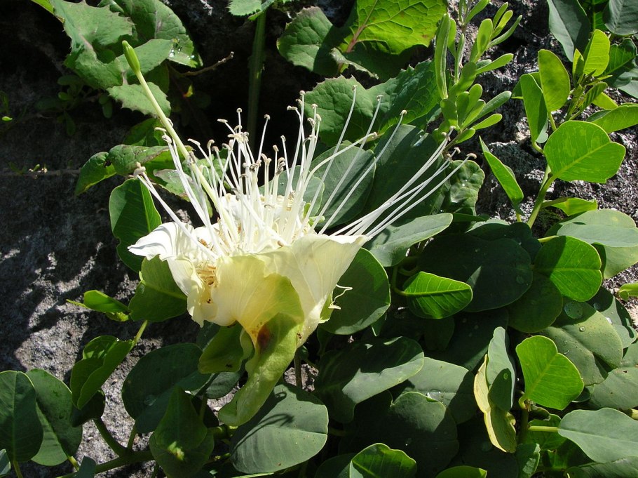 Кустарник Capparis spinosa