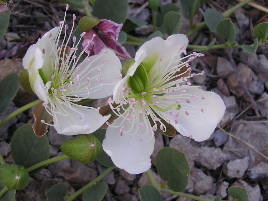 Молочай длиннорогий