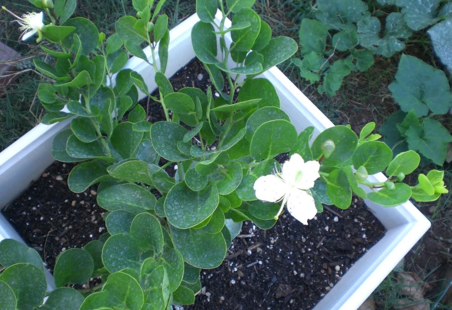 Каперс колючий