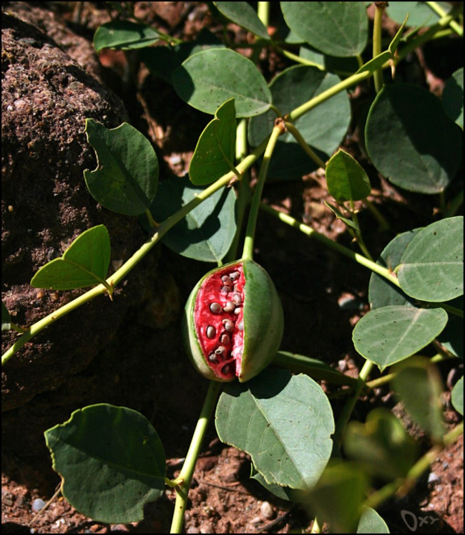 Каперсы колючие растение