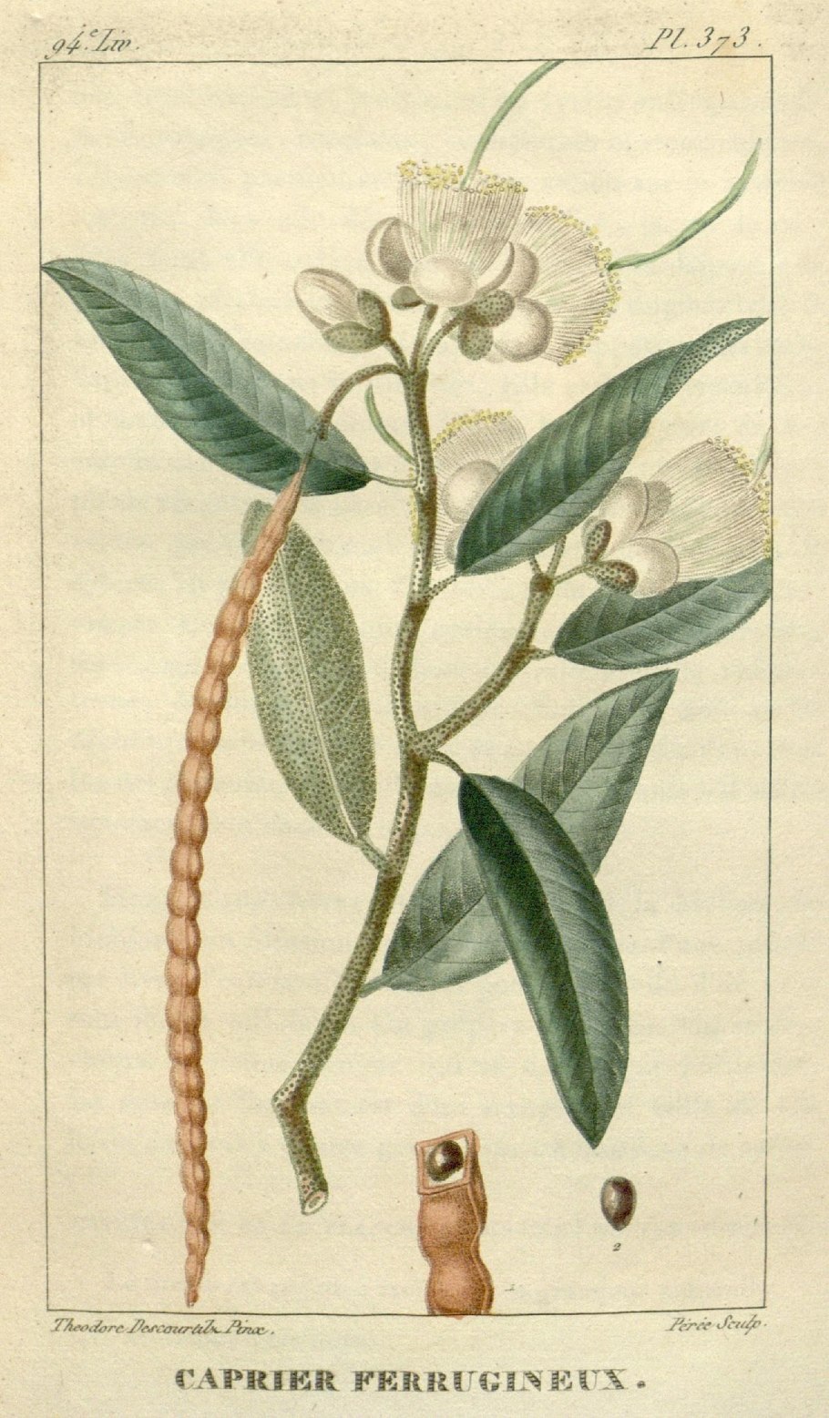 Молочай дубиновидный