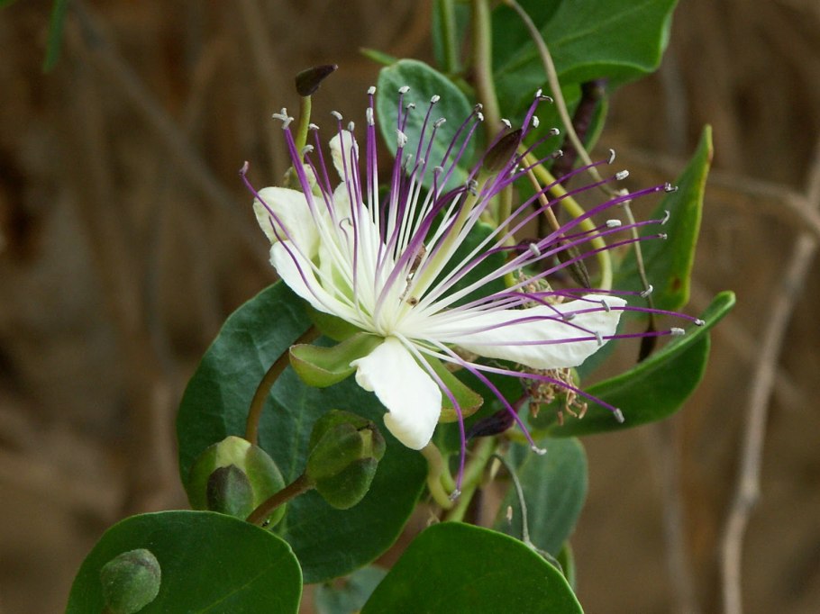 Maerua crassifolia