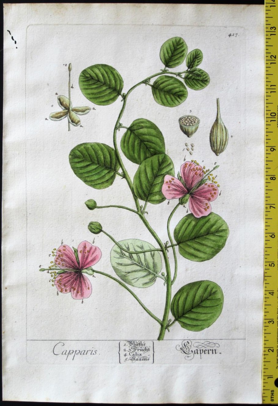 Capparis rosanowiana