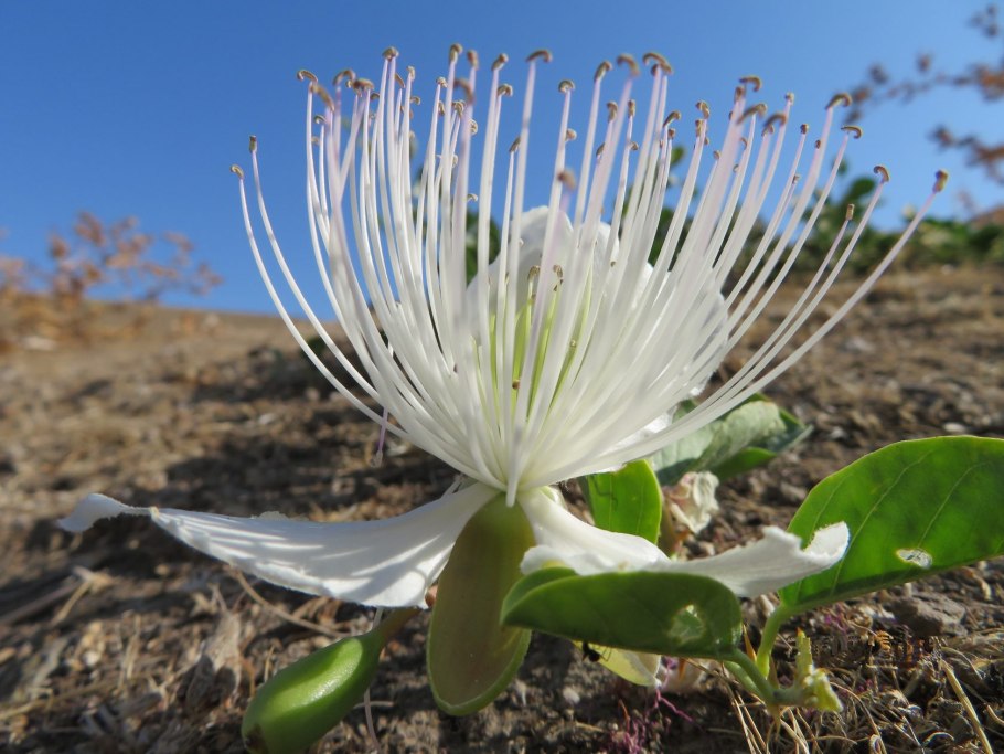 Capparis spinosa