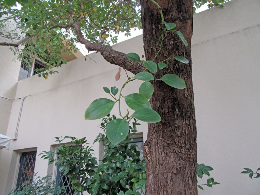 Гербарий ботанического сада