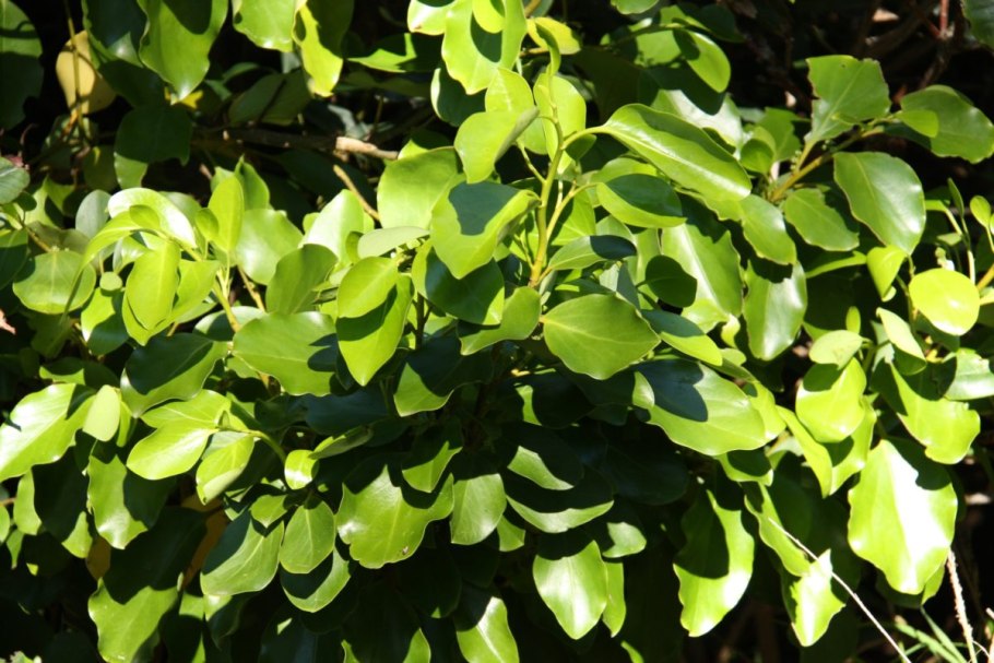 Griselinia ruscifolia