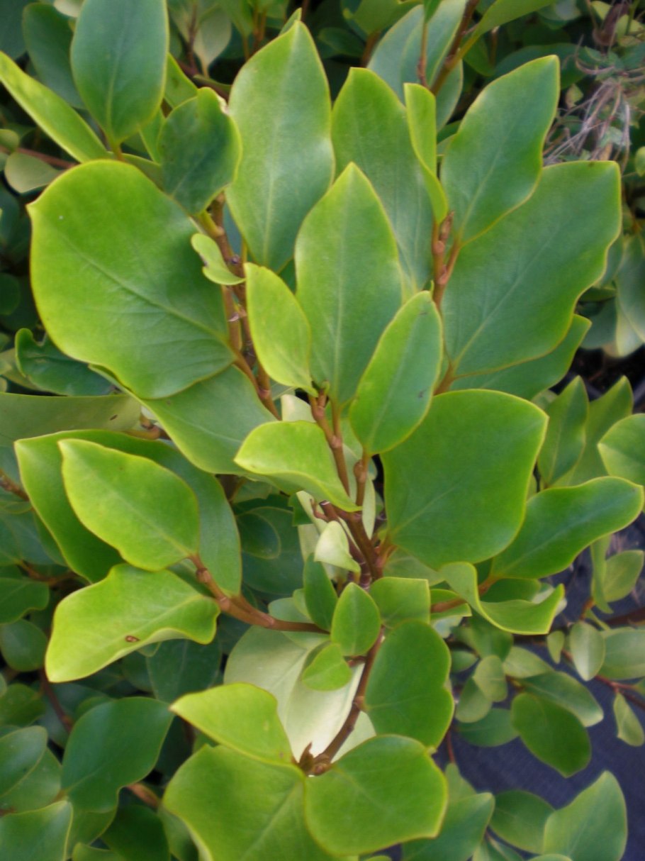 Griselinia ruscifolia