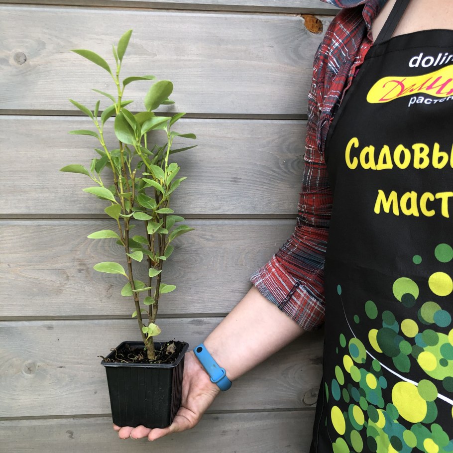 Griselinia jodinifolia