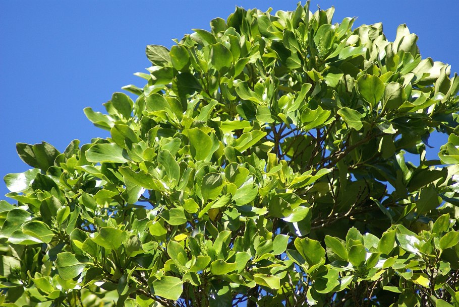 Griselinia littoralis