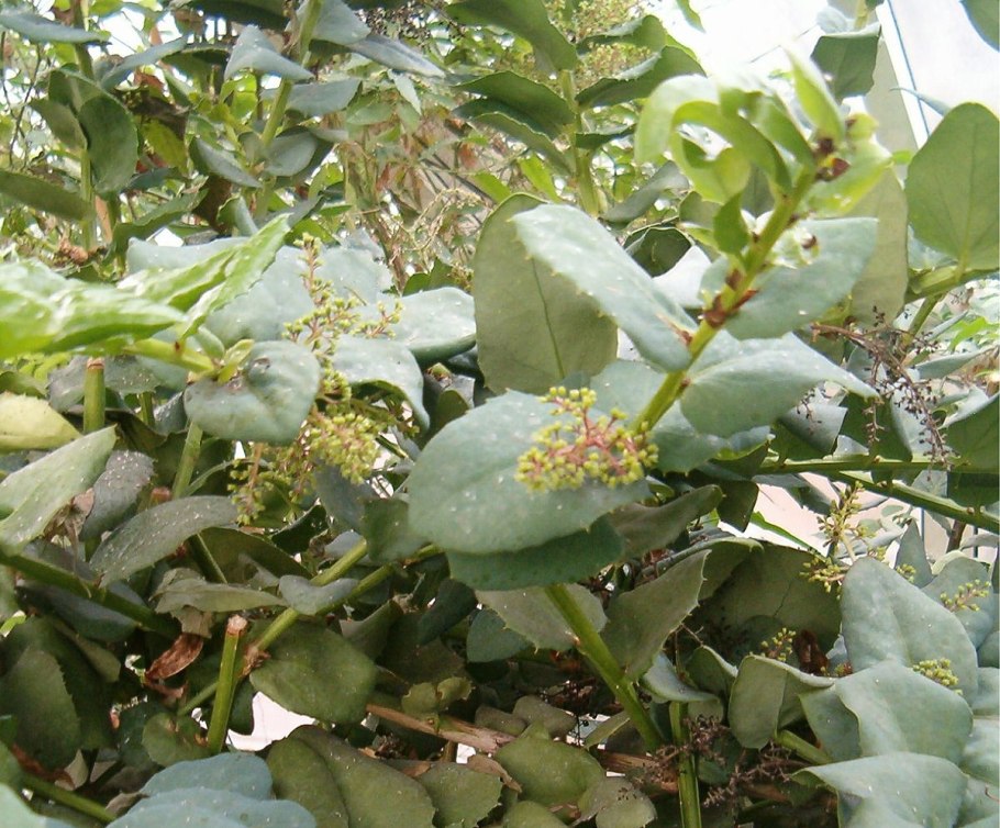 Гризелиния крупнолистная