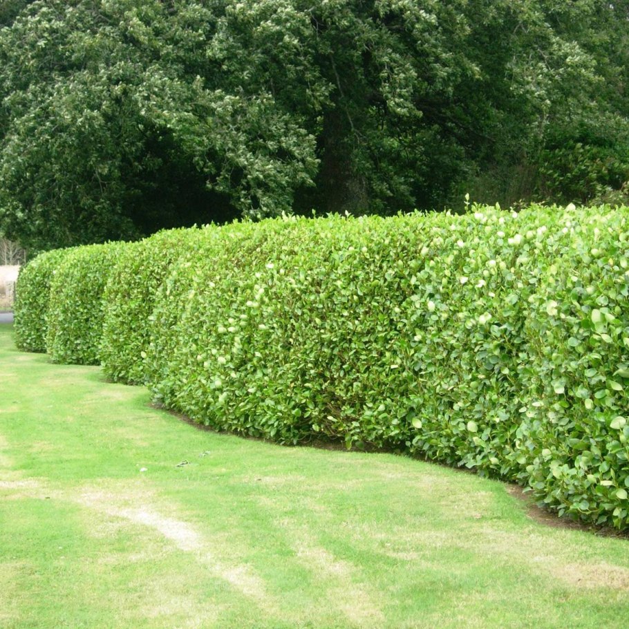 Бук Атропуницея