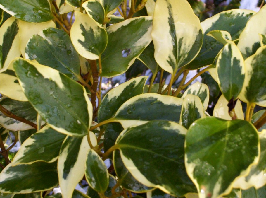 Griselinia carlomunozii