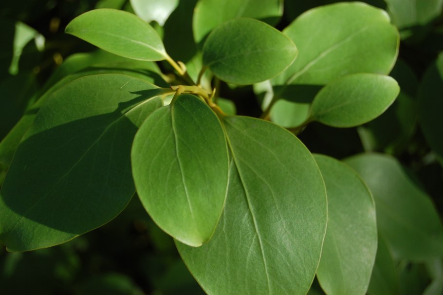Griselinia ruscifolia