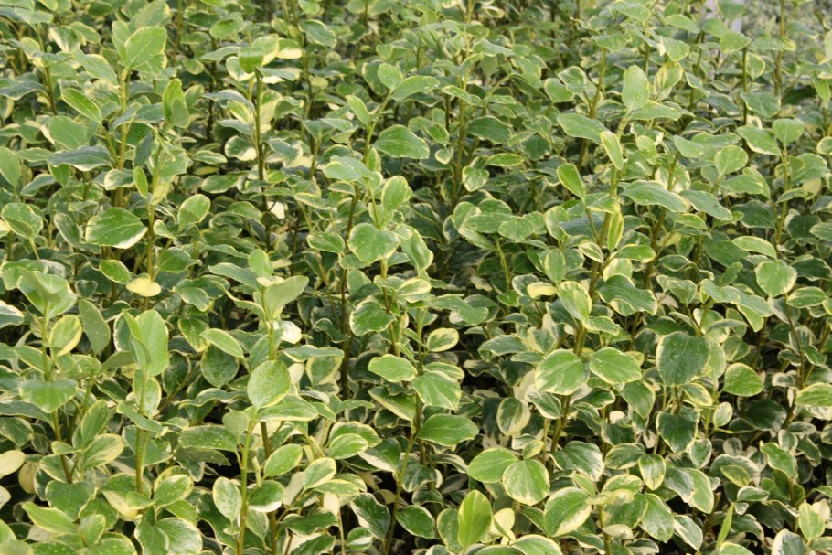 Гризелиния пестролистная