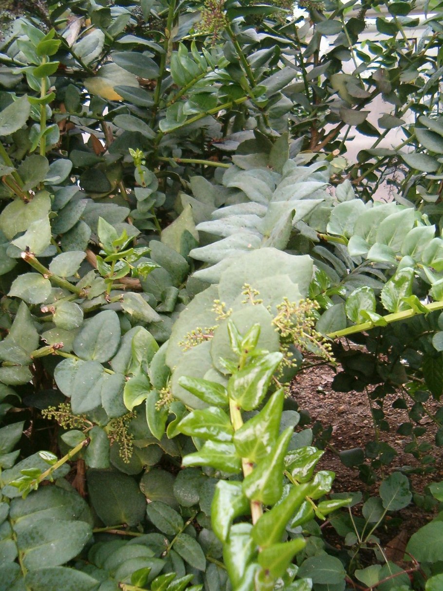 Саркококка Гукера