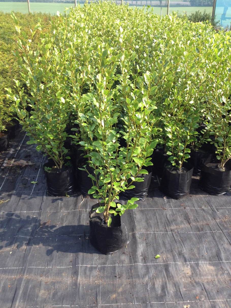 Бирючина обыкновенная (Ligustrum vulgare)