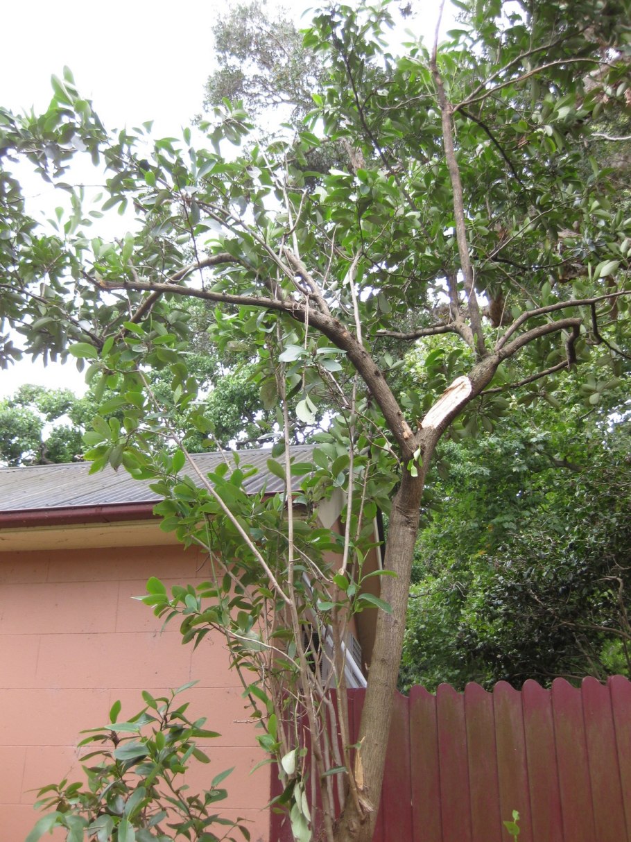 Артикул Hedge Plaza