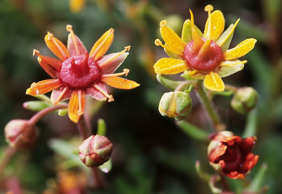 Камнеломка кожистолистная