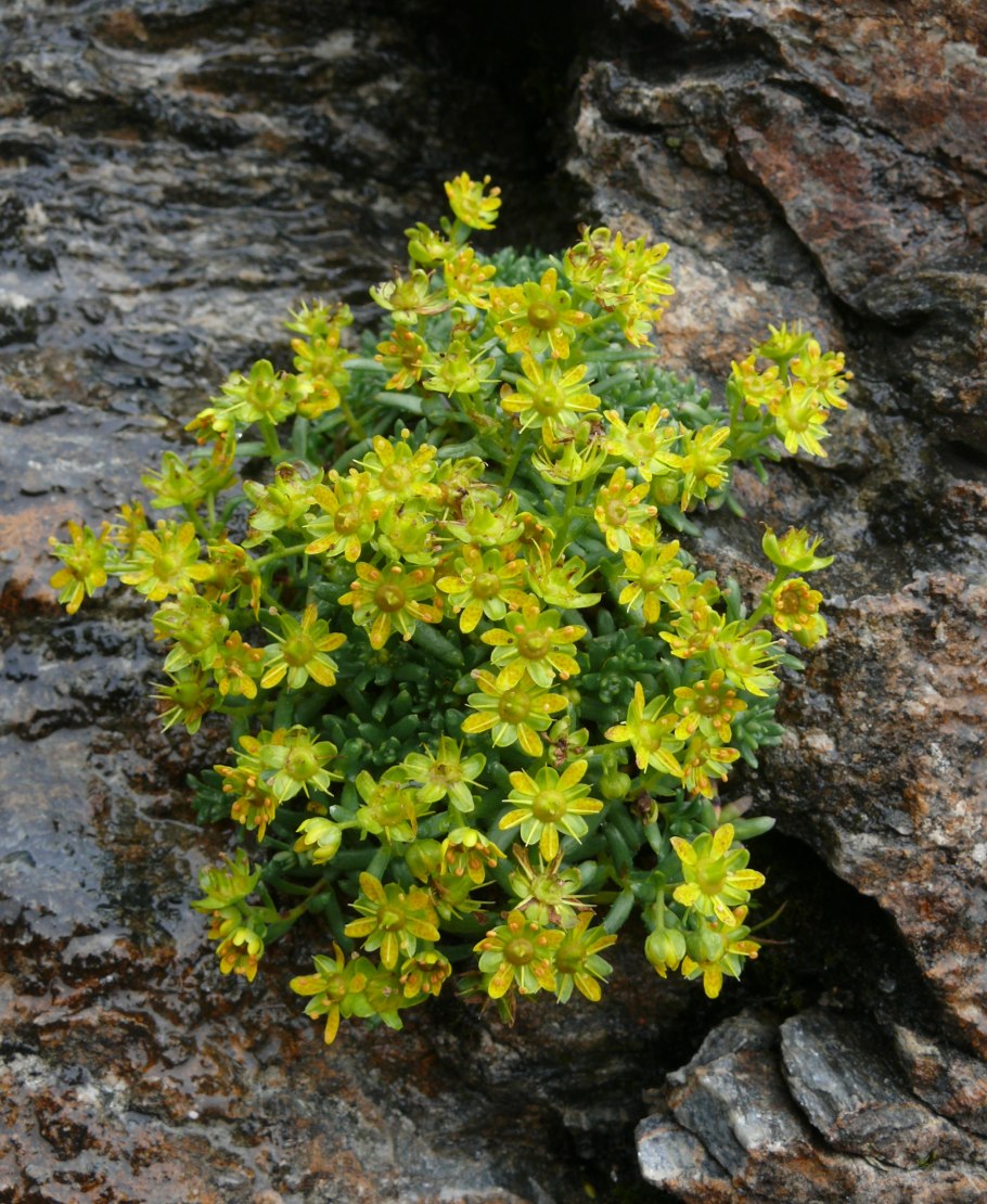 Камнеломка бурсера