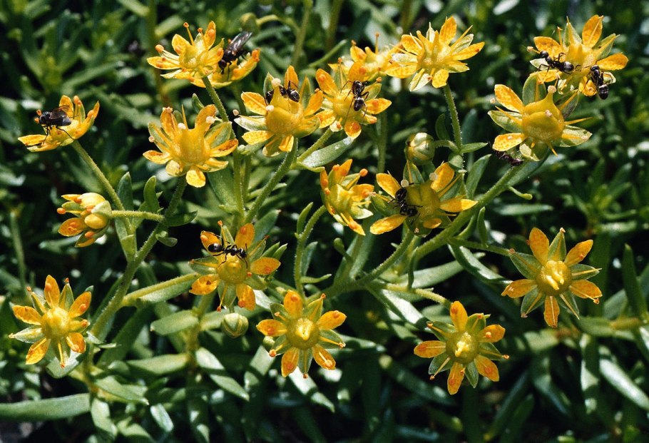 Камнеломка жёстколистная