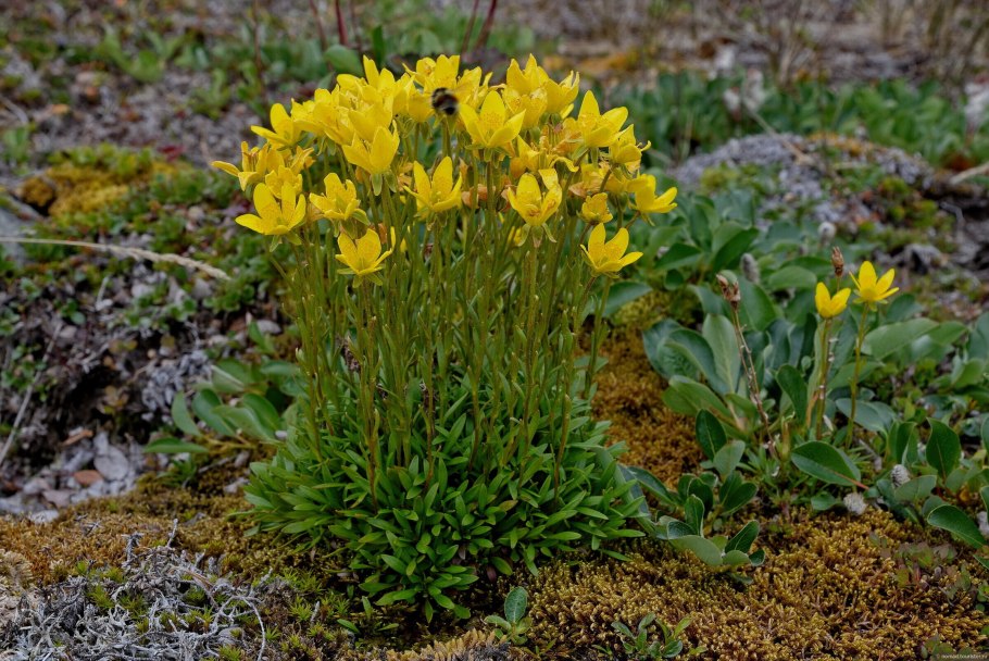 Камнеломка жёстколистная