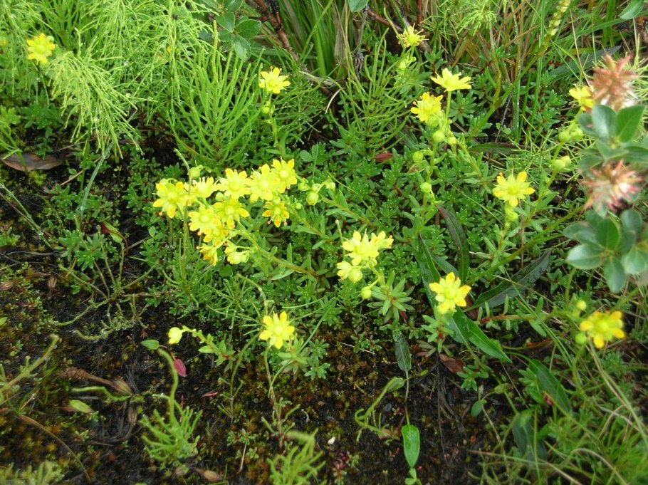 Камнеломка жёстколистная