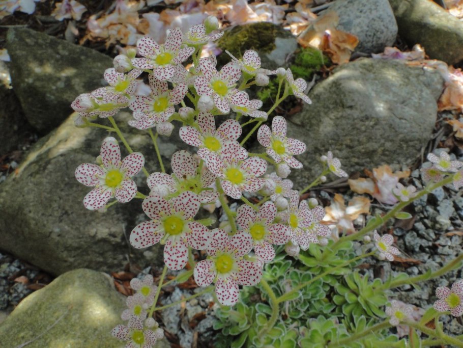 Saxifraga bronchialis