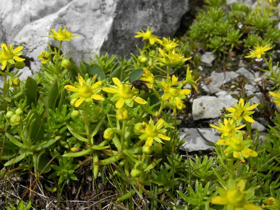 Камнеломка кожистолистная