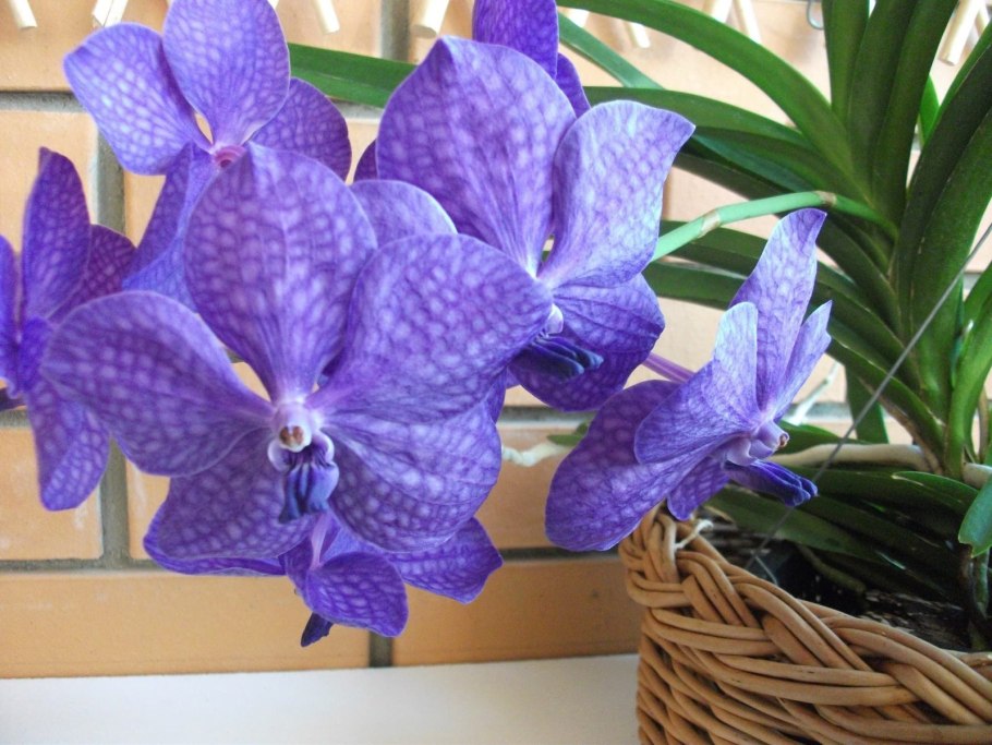 Ascocenda Princess Mikasa